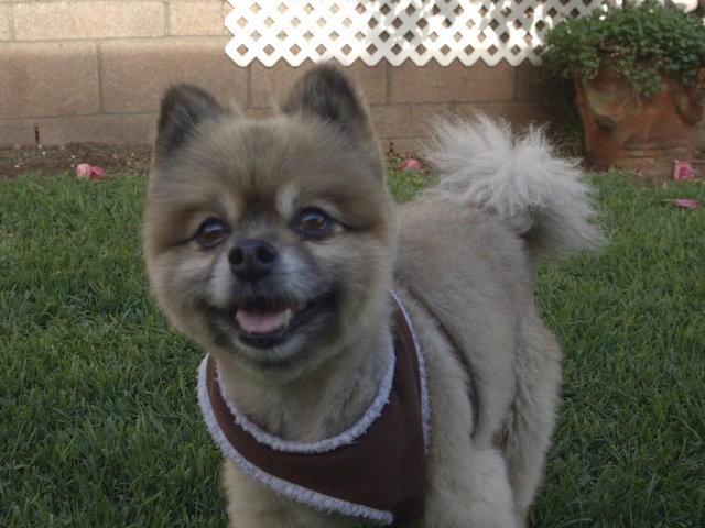 Who gets the dog in a divorce and other state laws going into effect in 2018