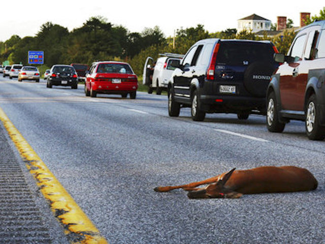 Oregon joins states where roadkill can be harvested for food