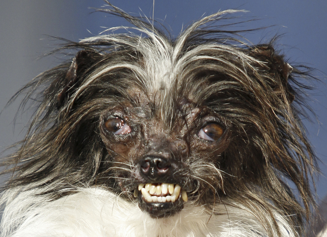 Photos: World's Ugliest Dog Contest 2017