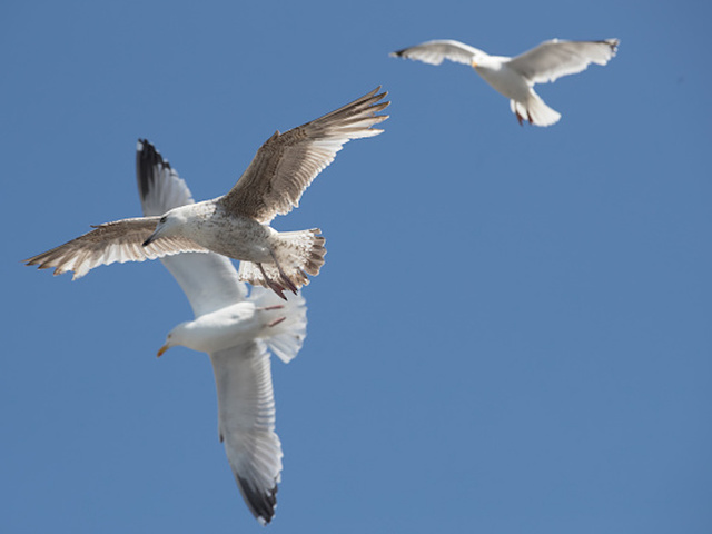 Naked man chasing seagulls on beach arrested at Michigan state park