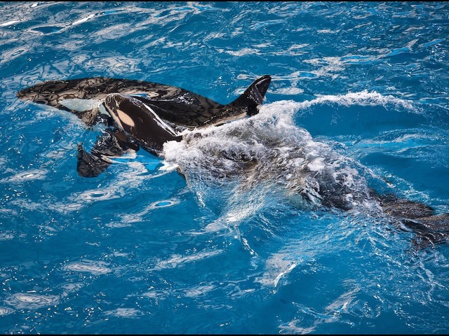 Last whale to be born at SeaWorld, dies