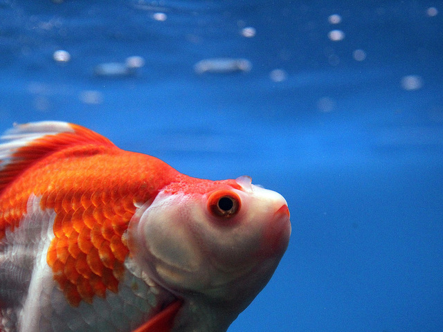 Man gets 120 days in jail for cutting pet fish in half, 'traumatizing' child