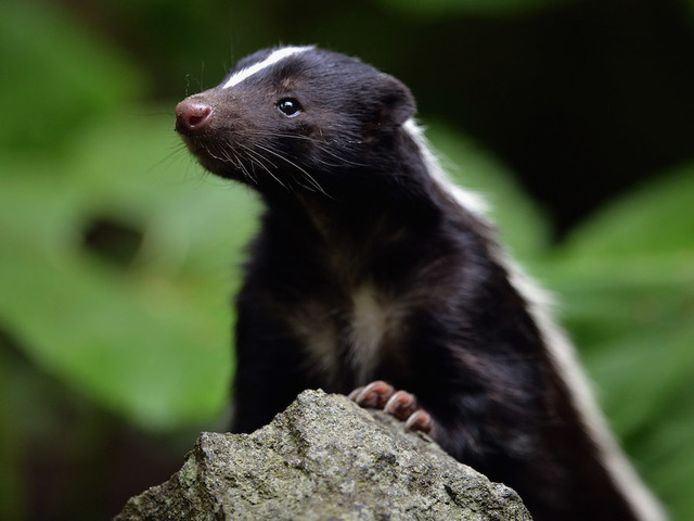 skunk