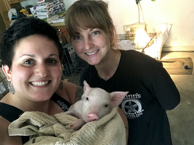 Woman raises money for piglet's surgery after saving it from traffic