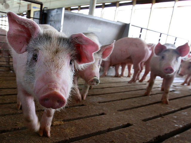 Pig headed to auction jumps onto busy Washington interstate
