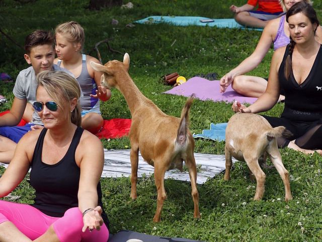 Goats invading yoga classes across the nation
