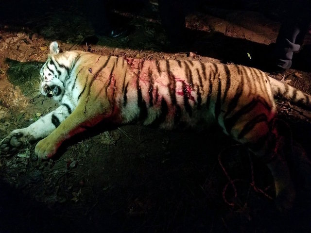 Tiger on the loose near Atlanta killed by police