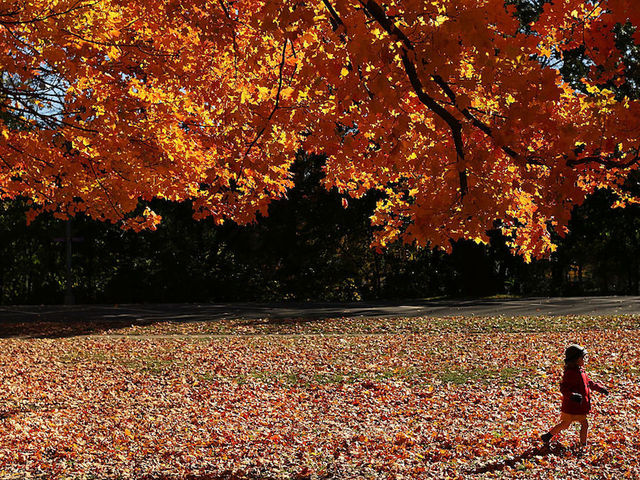 Map shows where and when to see fall colors