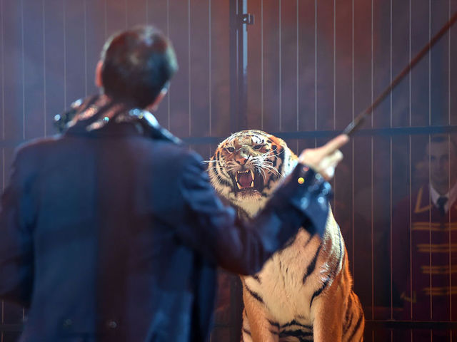 Tiger escapes Paris circus, killed by handlers