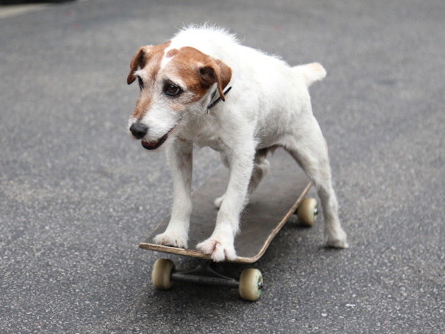 It's official: Science says dogs are smarter than cats