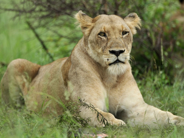 Lions eat suspected poacher in South Africa