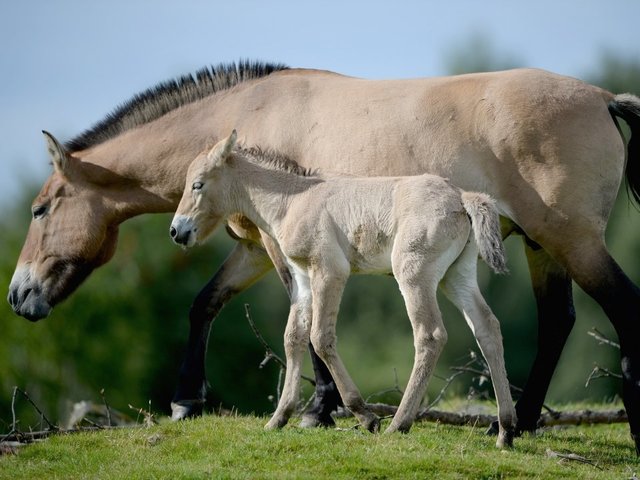 Florida club closed after video of horse on packed dance floor surfaces