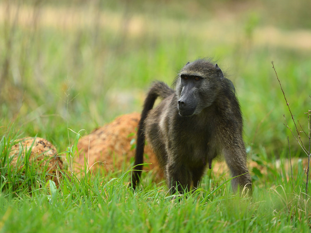 A baboon gets free at the San Antonio airport