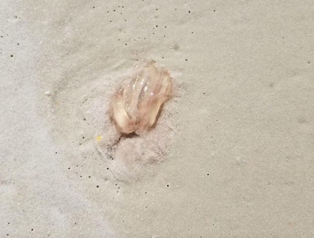 More than 800 people were stung by jellyfish along Florida beaches in three days