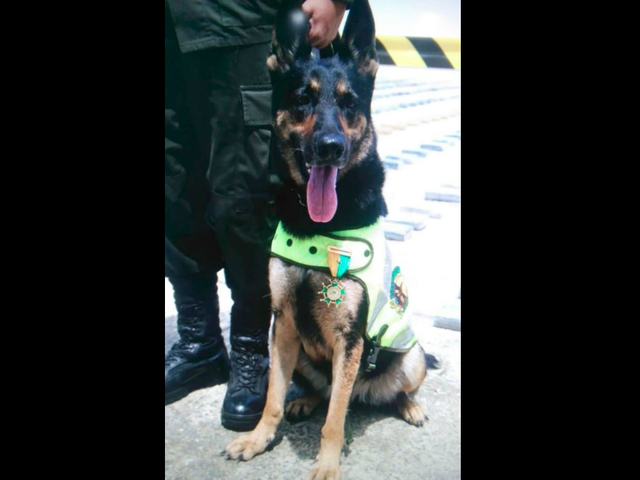 A Colombian gang has put a $70,000 bounty on Sombra the drug-sniffing dog