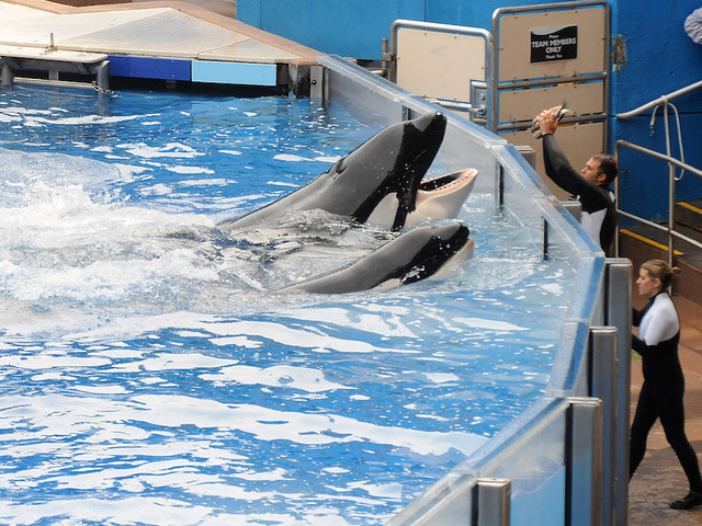 SeaWorld makes a big splash: Attendance up, stock soars
