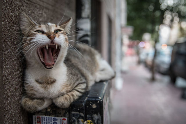 International Cat Day: Listen to cats meowing on your computer