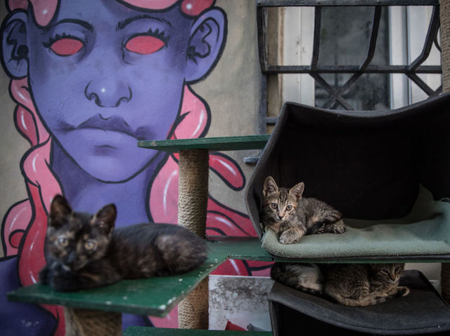 Photos: This place is known as 'The City of Cats'