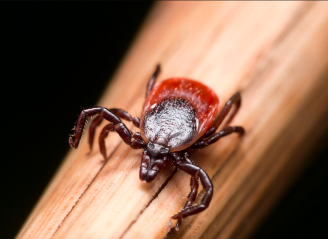 This new invasive tick just arrived in the U.S. from Asia; it kills 15 percent of its victims