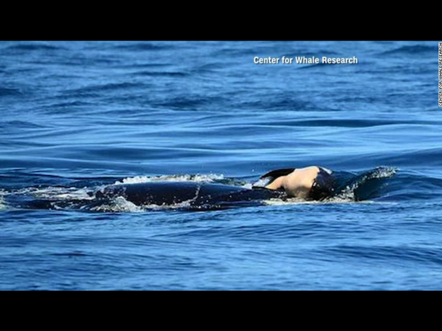 'Tour of grief is over' for killer whale no longer carrying dead calf