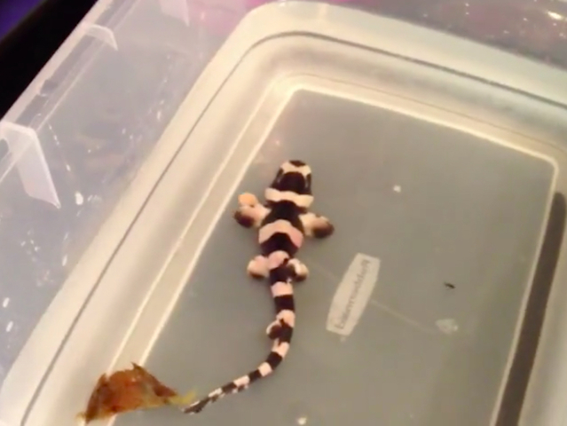 Video: Man cuts egg case open to release baby shark