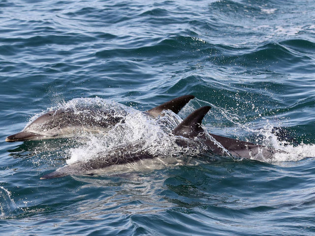 A beach in France had to ban swimming because of an overly aroused dolphin