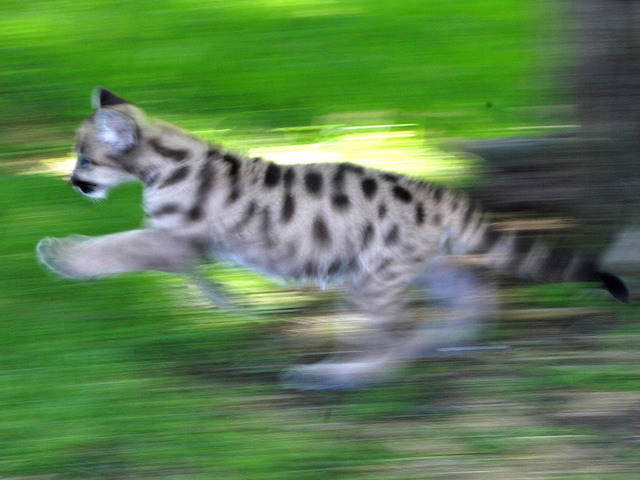 Cougar blamed for fatal attack on woman in Oregon park