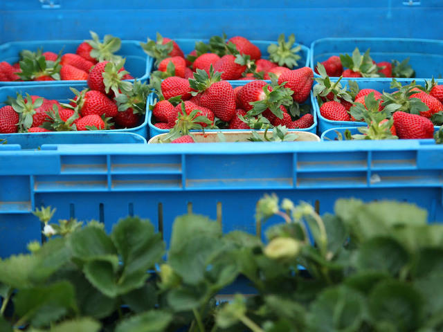 Health alert issued after strawberries contaminated with needles in Australia