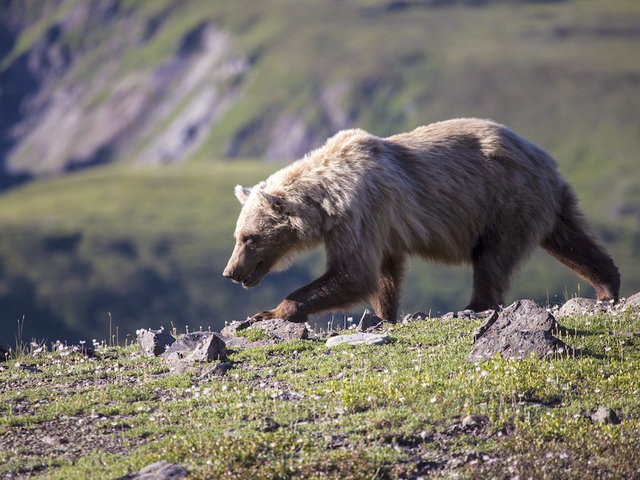 A hunter in Alaska was hospitalized after the bear he shot rolled on top of him