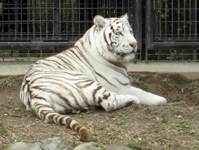 Rare white tiger mauls zookeeper to death in Japan