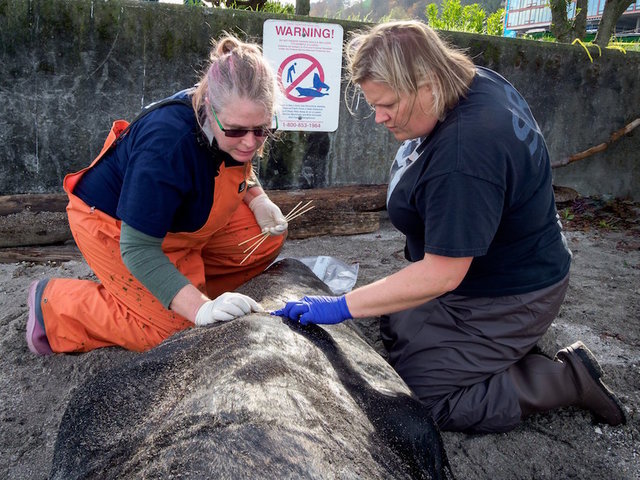Two more sea lions found dead of gunshot wounds in Seattle